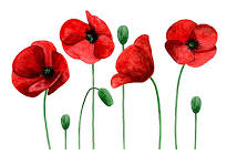 Poppies for remembrance